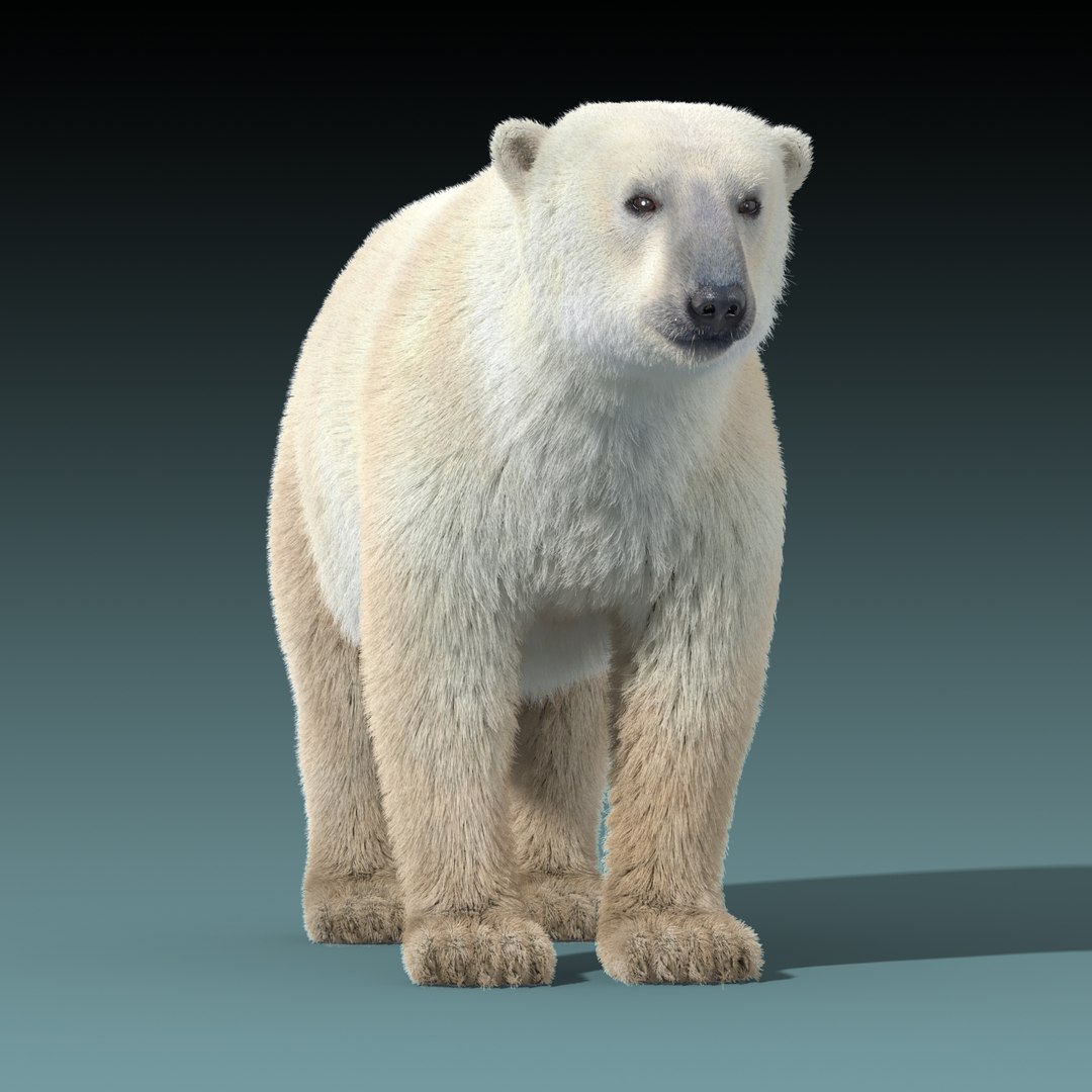 polar bear fur 3d model https://p.turbosquid.com/ts-thumb/PL/BfI65b/cn2G9MfT/polar_bear_fur_08/jpg/1454603980/1920x1080/fit_q87/4352c3a2488986bd2f87976a26edf98e481b5e82/polar_bear_fur_08.jpg