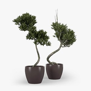 Olive Tree