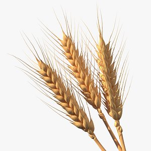 set wheat spikes 3D model