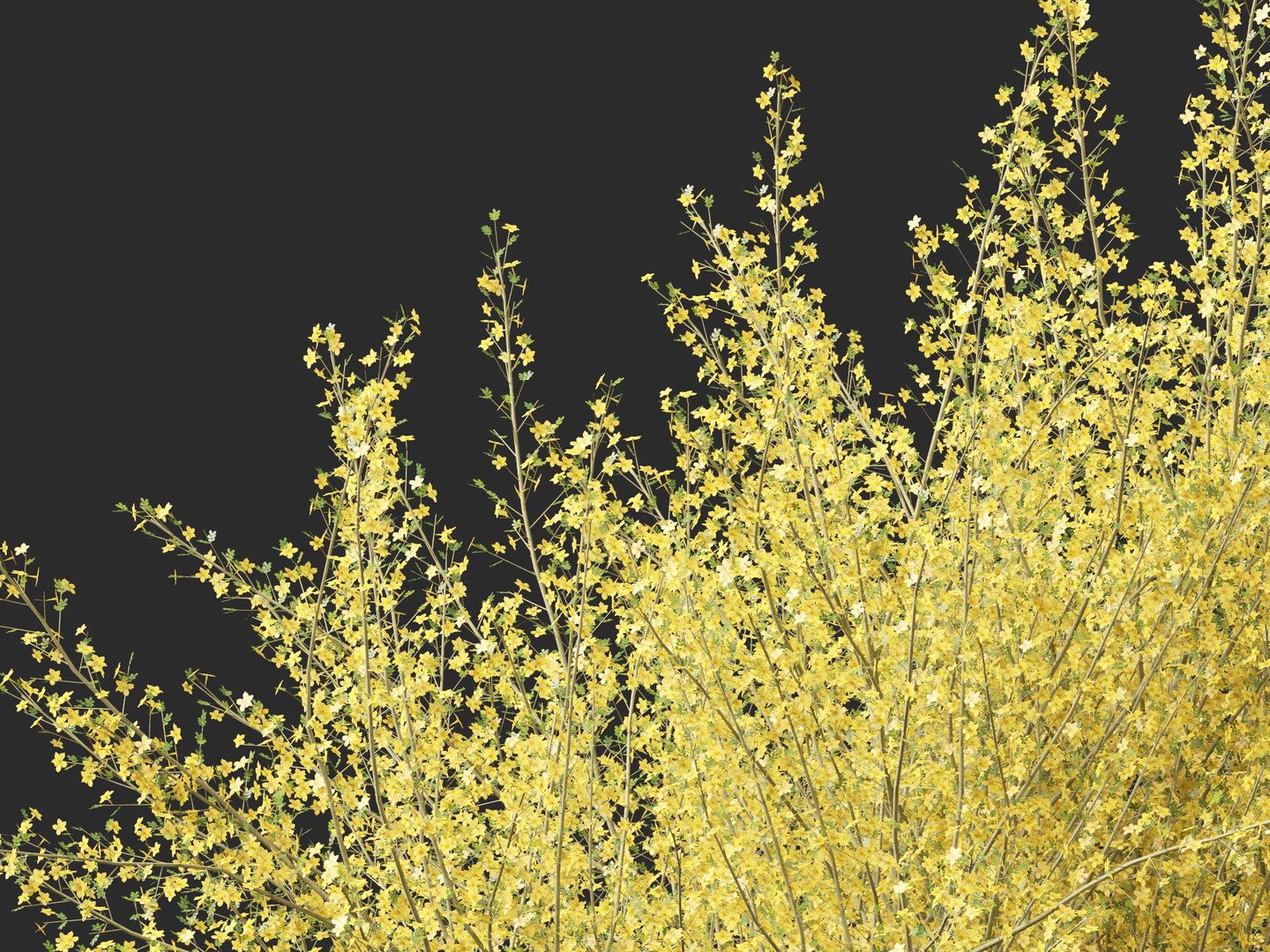 Parkinsonia florida - blue palo verde model https://p.turbosquid.com/ts-thumb/PL/Em2kHe/2K/parkinsoniaflorida0112/jpg/1732100185/1920x1080/fit_q87/24d0a91a6dd11dcd77a6790366a96843869941ff/parkinsoniaflorida0112.jpg