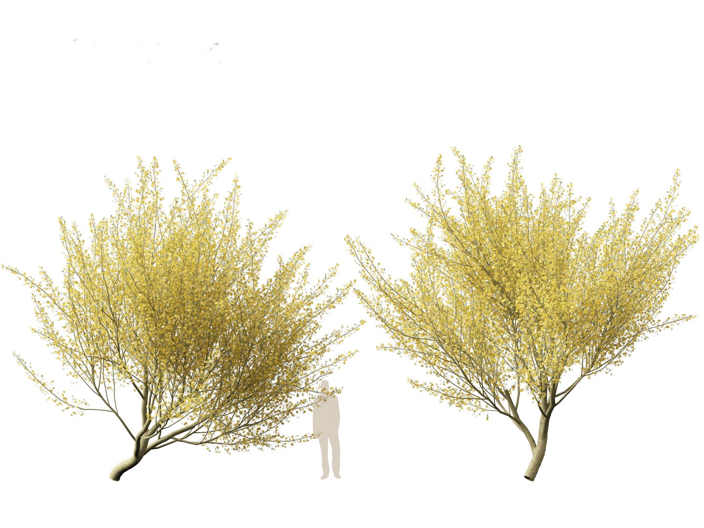 Parkinsonia florida - blue palo verde model https://p.turbosquid.com/ts-thumb/PL/Em2kHe/7M/parkinsoniaflorida017/jpg/1732100170/1920x1080/fit_q87/6bf335930e53541fb8d0593a9ea2fbc8d0f7b02c/parkinsoniaflorida017.jpg