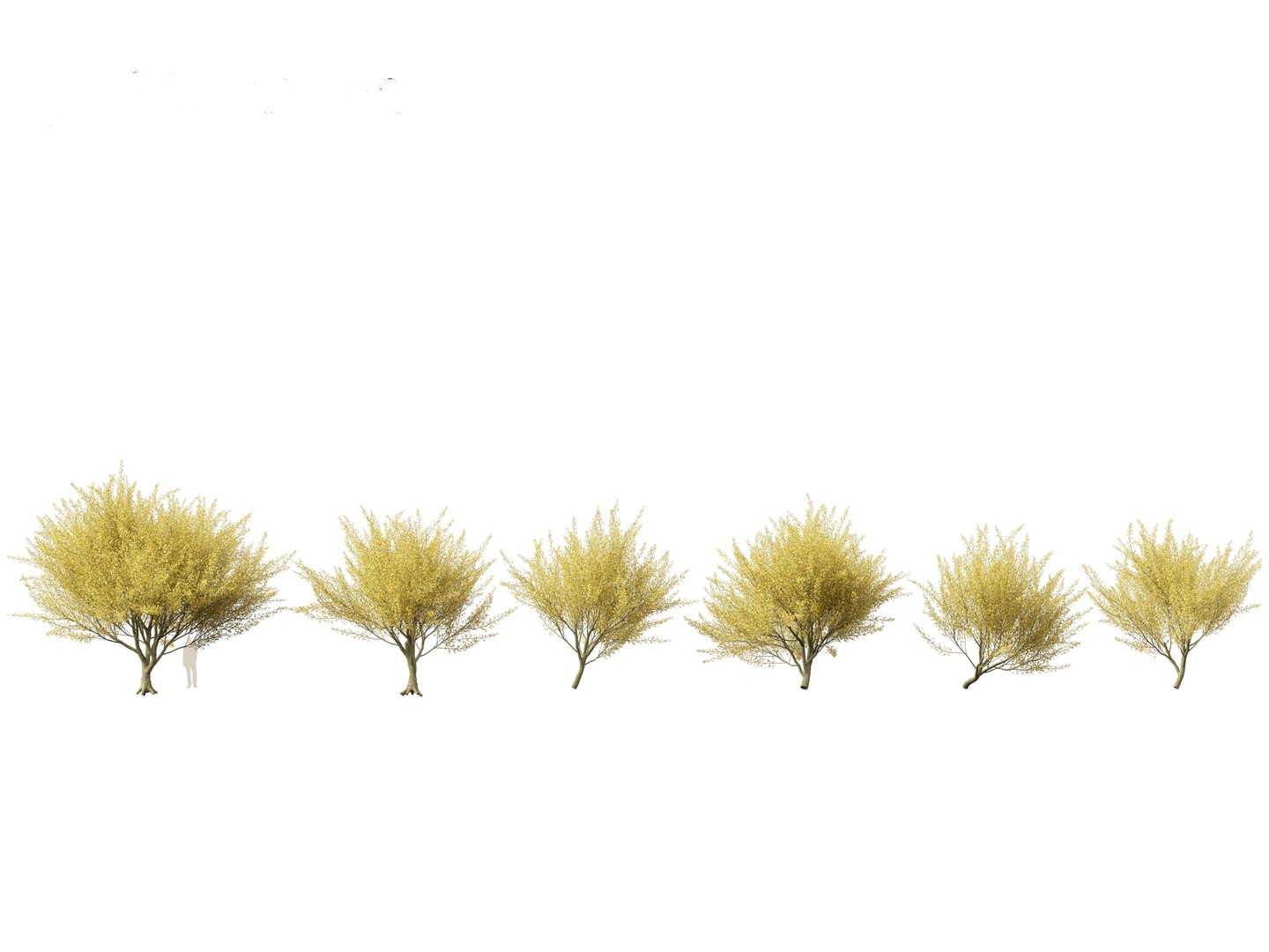 Parkinsonia florida - blue palo verde model https://p.turbosquid.com/ts-thumb/PL/Em2kHe/Df/parkinsoniaflorida011/jpg/1732100120/1920x1080/fit_q87/1591b851e205add648696aab32d7219b420a0b13/parkinsoniaflorida011.jpg