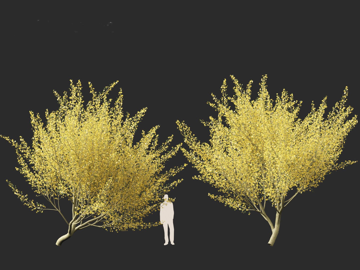 Parkinsonia florida - blue palo verde model https://p.turbosquid.com/ts-thumb/PL/Em2kHe/GZ/parkinsoniaflorida018/jpg/1732100174/1920x1080/fit_q87/d66b8c472c0eb7a887059abc258c888f121a8295/parkinsoniaflorida018.jpg