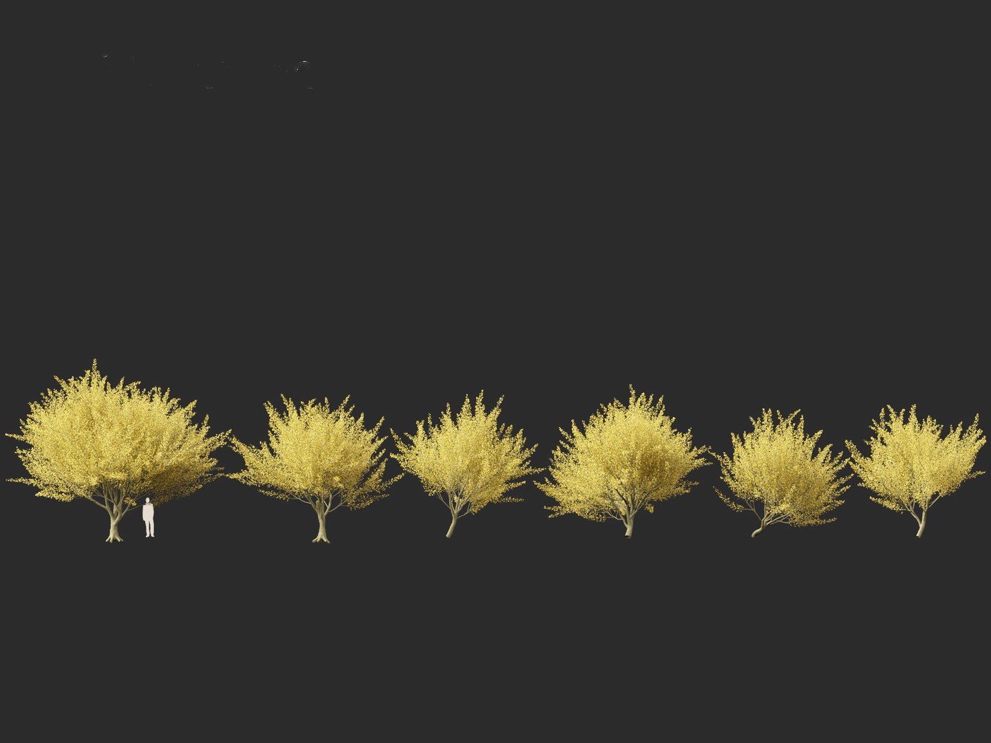 Parkinsonia florida - blue palo verde model https://p.turbosquid.com/ts-thumb/PL/Em2kHe/Gg/parkinsoniaflorida012/jpg/1732100126/1920x1080/fit_q87/3d27736afd8da5d68c3765f2be6d481a61f738f2/parkinsoniaflorida012.jpg
