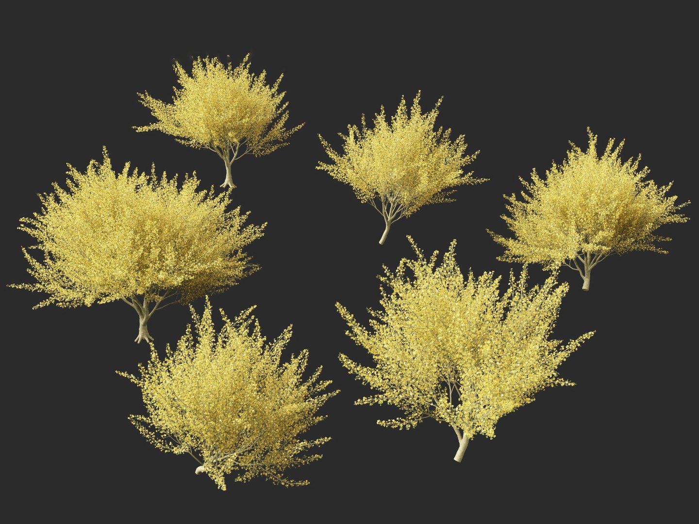 Parkinsonia florida - blue palo verde model https://p.turbosquid.com/ts-thumb/PL/Em2kHe/RU/parkinsoniaflorida0110/jpg/1732100179/1920x1080/fit_q87/2735738f165a030d267b4682a0be0229e9d334c6/parkinsoniaflorida0110.jpg