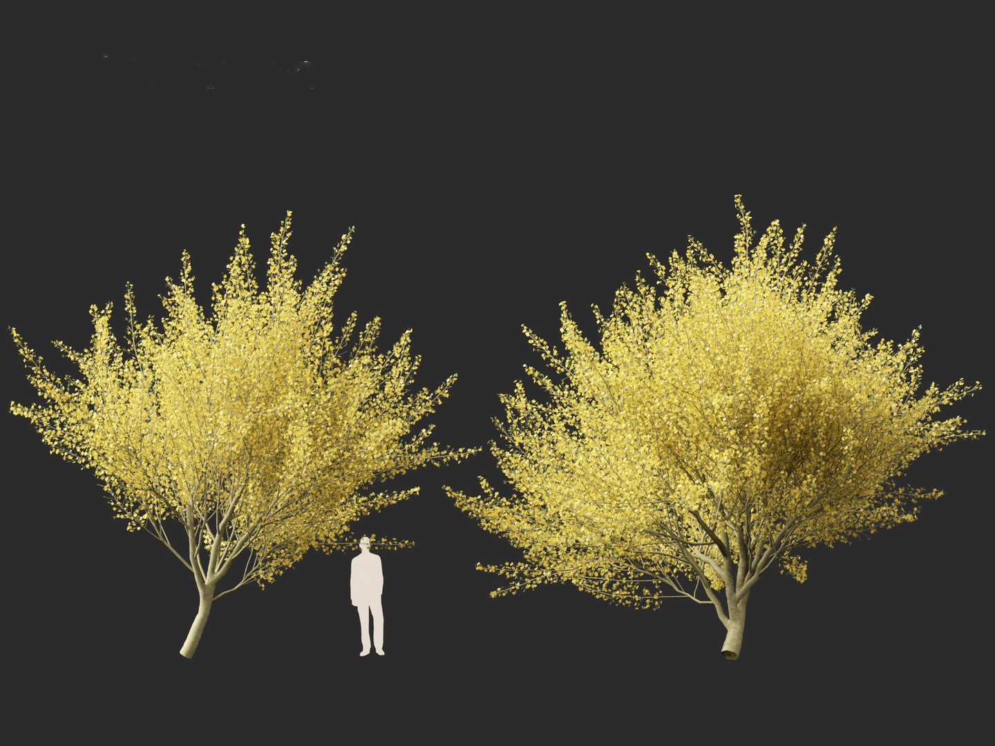 Parkinsonia florida - blue palo verde model https://p.turbosquid.com/ts-thumb/PL/Em2kHe/Vs/parkinsoniaflorida016/jpg/1732100162/1920x1080/fit_q87/ae6c3899e8c69a035144397c734f9d63967043ce/parkinsoniaflorida016.jpg