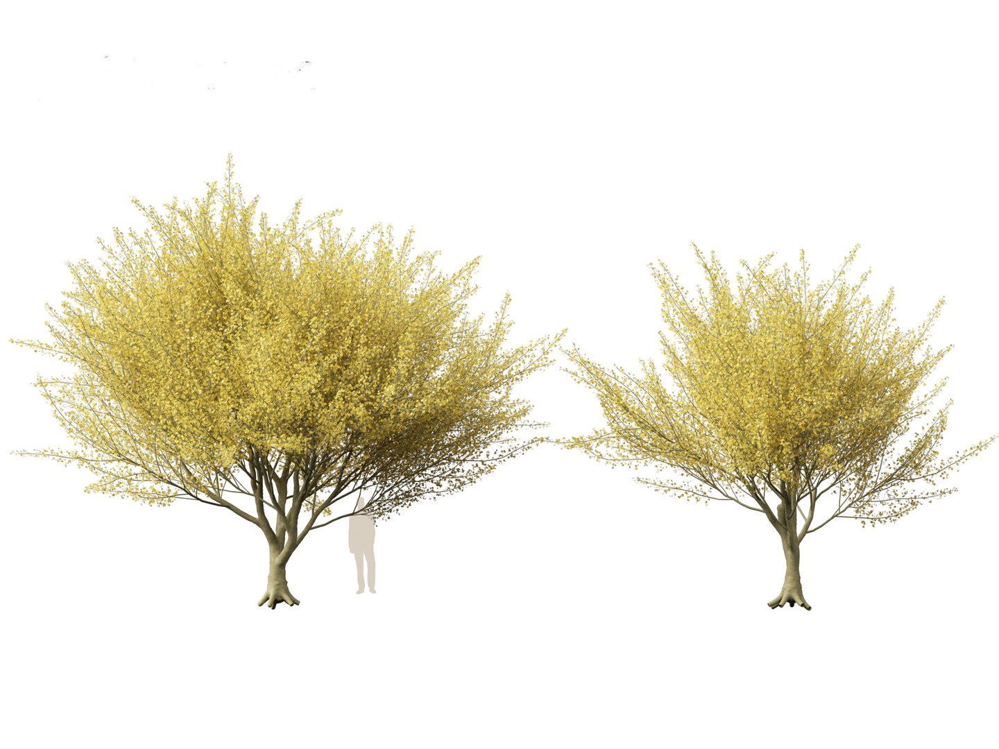 Parkinsonia florida - blue palo verde model https://p.turbosquid.com/ts-thumb/PL/Em2kHe/cU/parkinsoniaflorida013/jpg/1732100133/1920x1080/fit_q87/8f0637bcf5a800c01c59802cb4331348b8a4bcc4/parkinsoniaflorida013.jpg