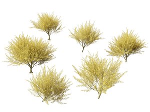 Parkinsonia florida - blue palo verde model