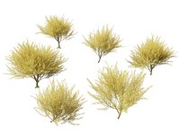 Parkinsonia florida - blue palo verde