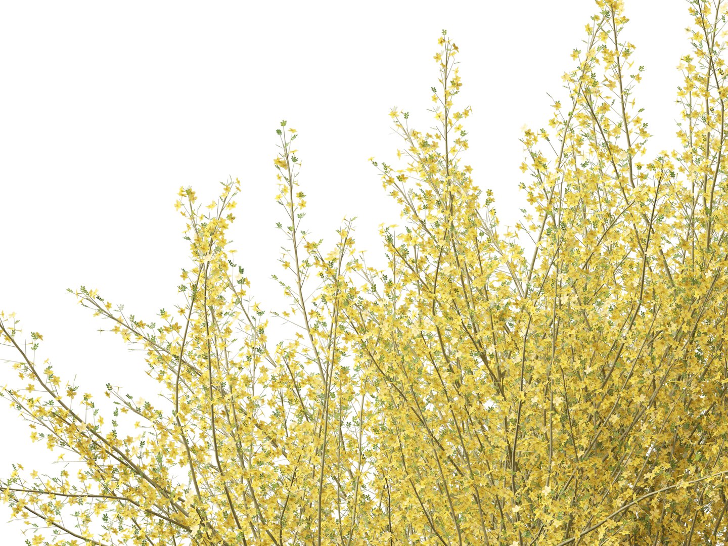 Parkinsonia florida - blue palo verde model https://p.turbosquid.com/ts-thumb/PL/Em2kHe/jG/parkinsoniaflorida0111/jpg/1732100184/1920x1080/fit_q87/b085ecb5367203d79d5c4621306d3e6eebdf30bd/parkinsoniaflorida0111.jpg