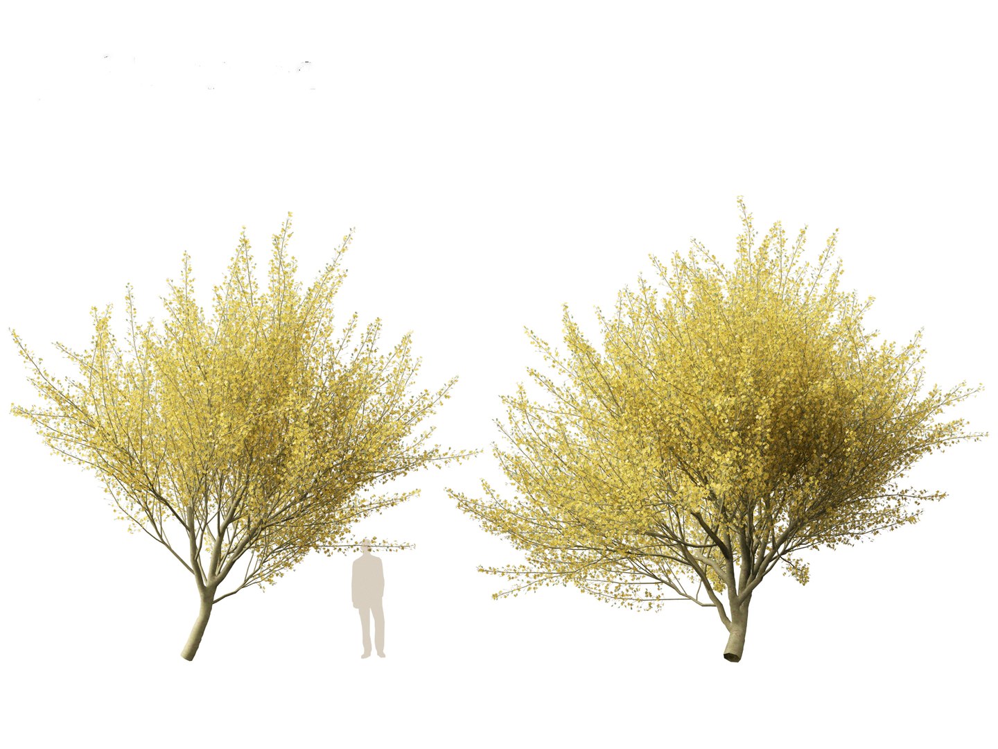Parkinsonia florida - blue palo verde model https://p.turbosquid.com/ts-thumb/PL/Em2kHe/jQ/parkinsoniaflorida015/jpg/1732100150/1920x1080/fit_q87/0b89436cbd4fdec92d14a56db4ac7f70cff446c5/parkinsoniaflorida015.jpg