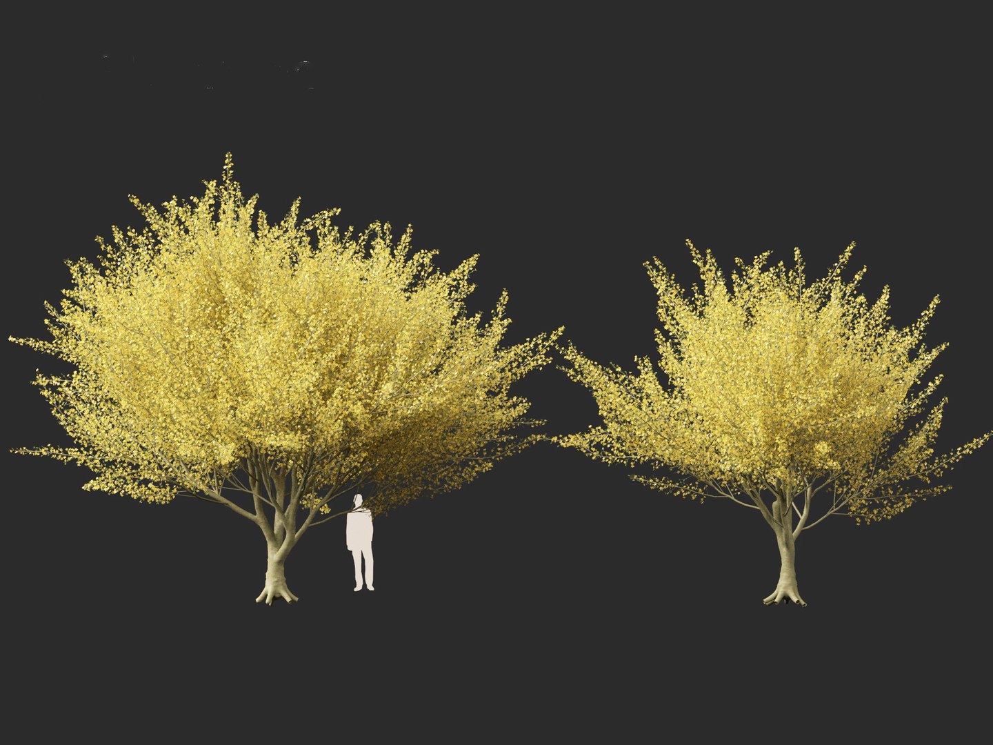 Parkinsonia florida - blue palo verde model https://p.turbosquid.com/ts-thumb/PL/Em2kHe/tz/parkinsoniaflorida014/jpg/1732100142/1920x1080/fit_q87/6963958d5fdb1302508bd26b02cd1108053d9871/parkinsoniaflorida014.jpg