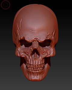 human skull 3D