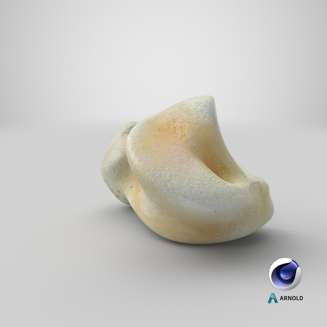 Pavian monkey male talus 3D model - TurboSquid 1576786