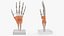 Anatomical Wrist Joint Model with Flexor Retinaculum 3D model