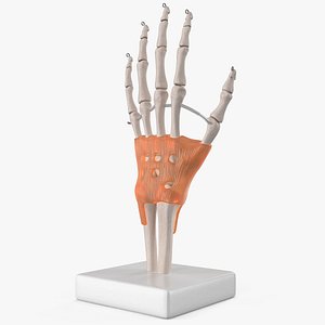 Anatomical Wrist Joint Model with Flexor Retinaculum