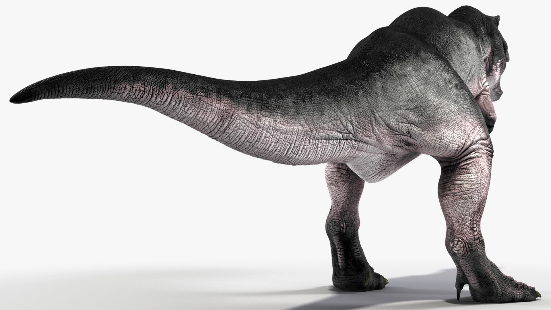 3D T Rex Rigged for Cinema 4D https://p.turbosquid.com/ts-thumb/PL/gixh63/IE/trexriggedforcinema4dvray3dmodel014/jpg/1691821314/1920x1080/fit_q87/67c19936deb810131ba5a693bf0e62b4b955d7db/trexriggedforcinema4dvray3dmodel014.jpg