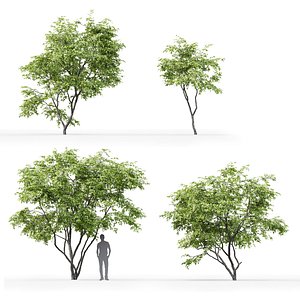 3D model trees acer ginnala 1