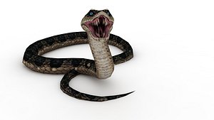 Cobra snake