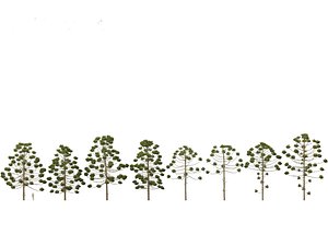 3D Araucaria angustifolia - Brazilian pine 02