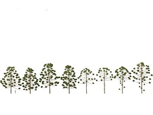 HighPoly-LowPoly - Araucaria angustifolia - Brazilian pine 02