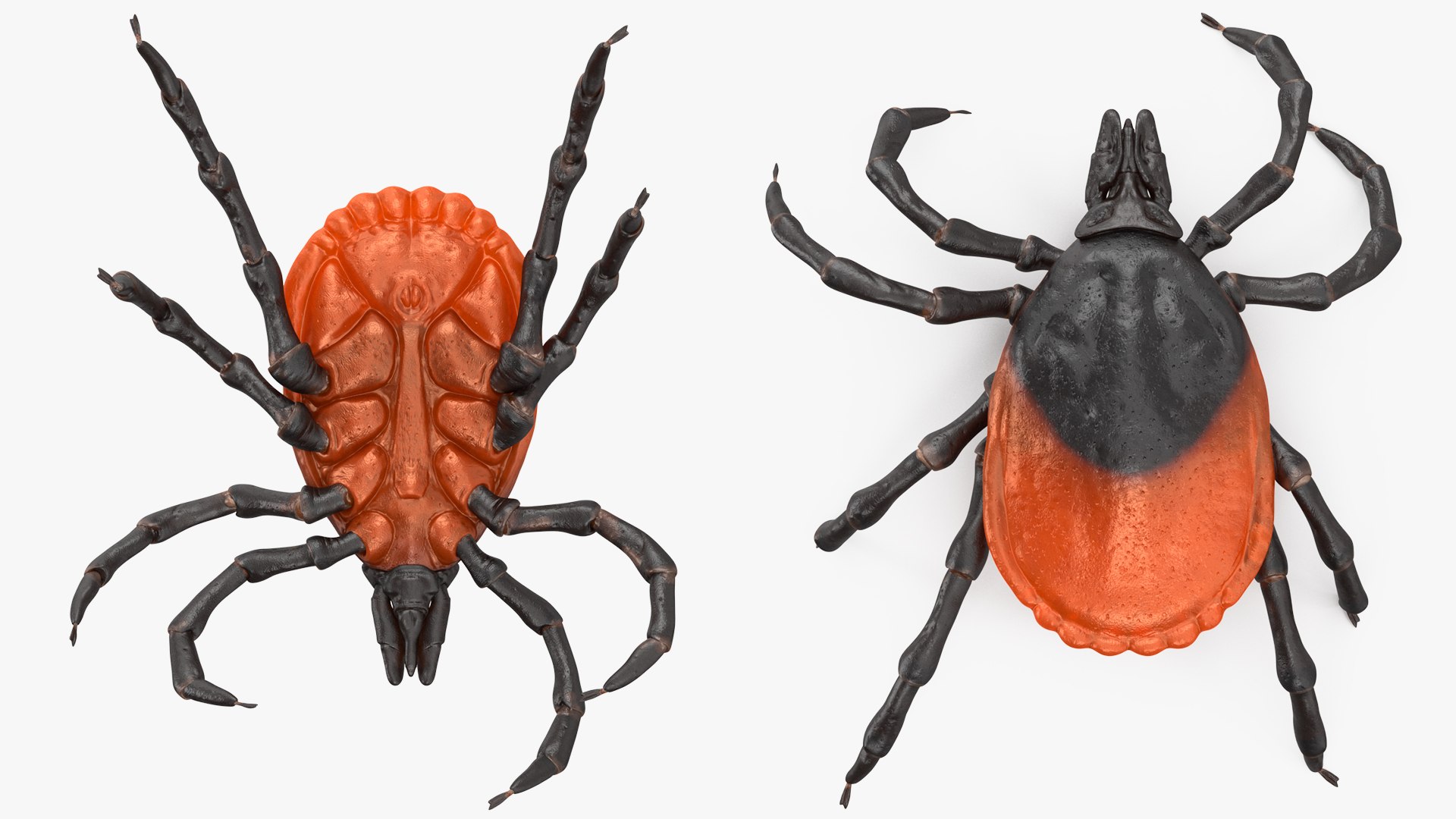 Creeping Insects Collection 6 3D model https://p.turbosquid.com/ts-thumb/PM/421YHf/GH/creepinginsectscollection63dsmodel011/jpg/1649712084/1920x1080/fit_q87/5189af80c4aee9467b47c52d7925f153ab1faf33/creepinginsectscollection63dsmodel011.jpg