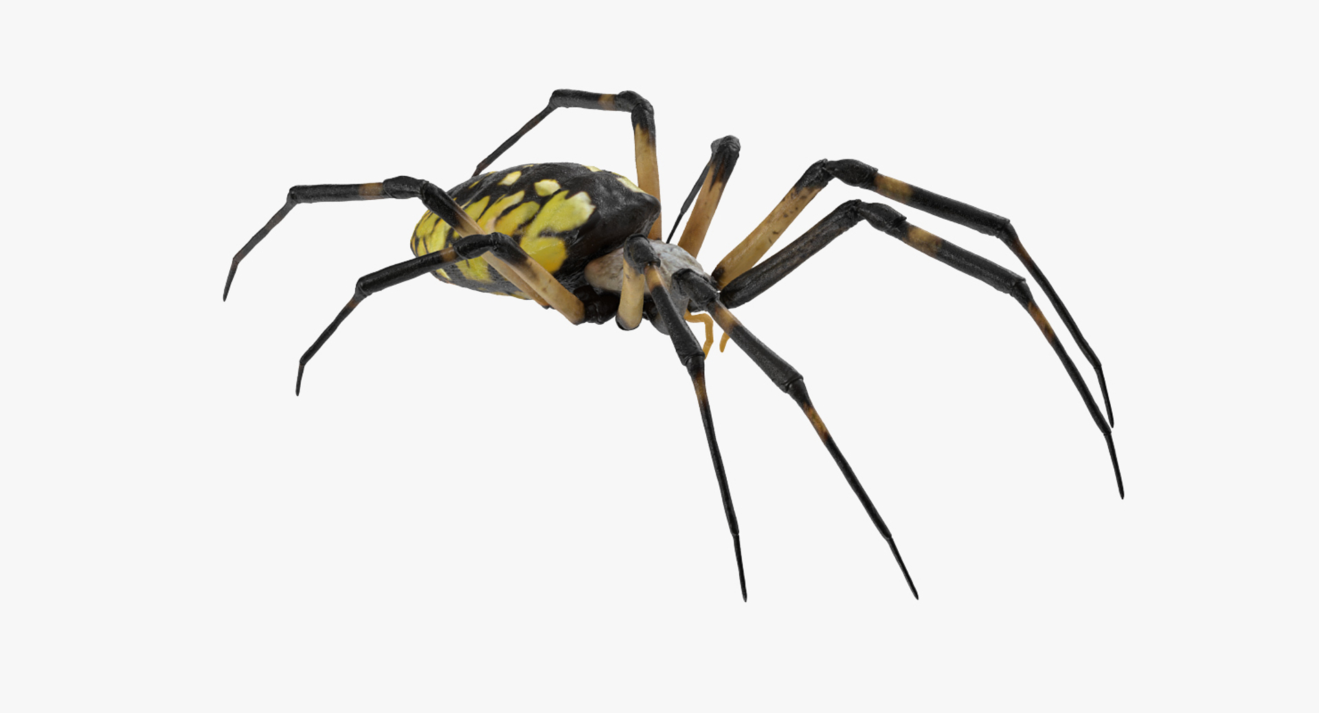 Creeping Insects Collection 6 3D model https://p.turbosquid.com/ts-thumb/PM/421YHf/GW/argiope_aurantia_or_yellow_garden_spider_360/jpg/1649714534/1920x1080/turn_fit_q99/c3664a7cba6966bb35bf8f7df862aae0e514cafc/argiope_aurantia_or_yellow_garden_spider_360-1.jpg