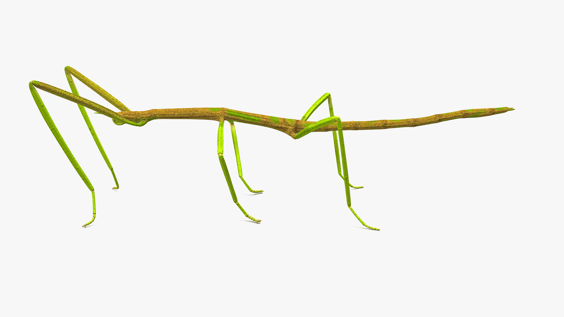 Creeping Insects Collection 6 3D model https://p.turbosquid.com/ts-thumb/PM/421YHf/J0/phasmatodea_stick_insect_360/jpg/1649713447/1920x1080/turn_fit_q99/5bf899a9ed07f30a7208afcf648330a96b748832/phasmatodea_stick_insect_360-1.jpg