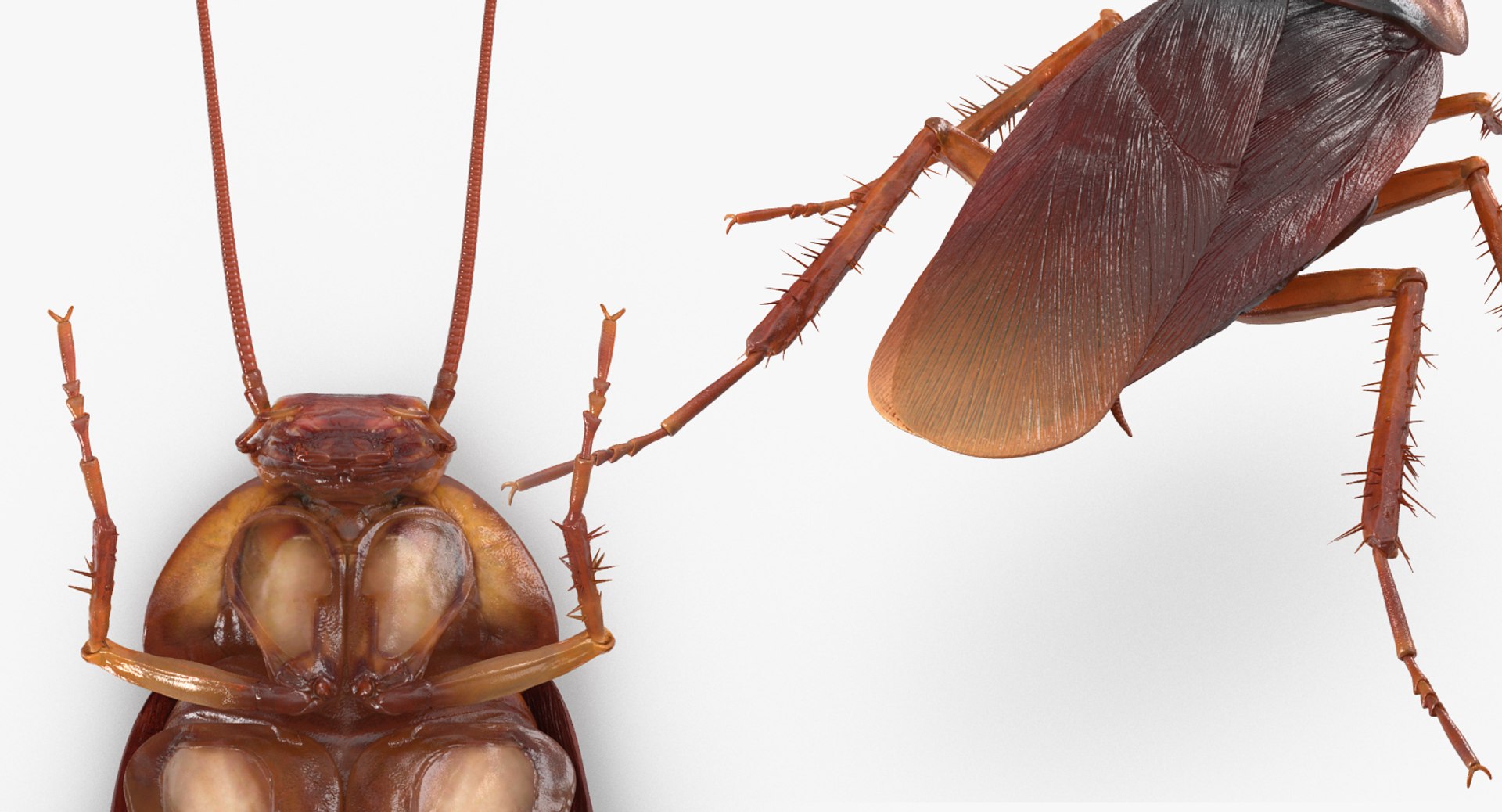 Creeping Insects Collection 6 3D model https://p.turbosquid.com/ts-thumb/PM/421YHf/NN/creepinginsectscollection63dsmodel060/jpg/1649712226/1920x1080/fit_q87/3d4d3c54c8373a225b76f6567294270657af6743/creepinginsectscollection63dsmodel060.jpg