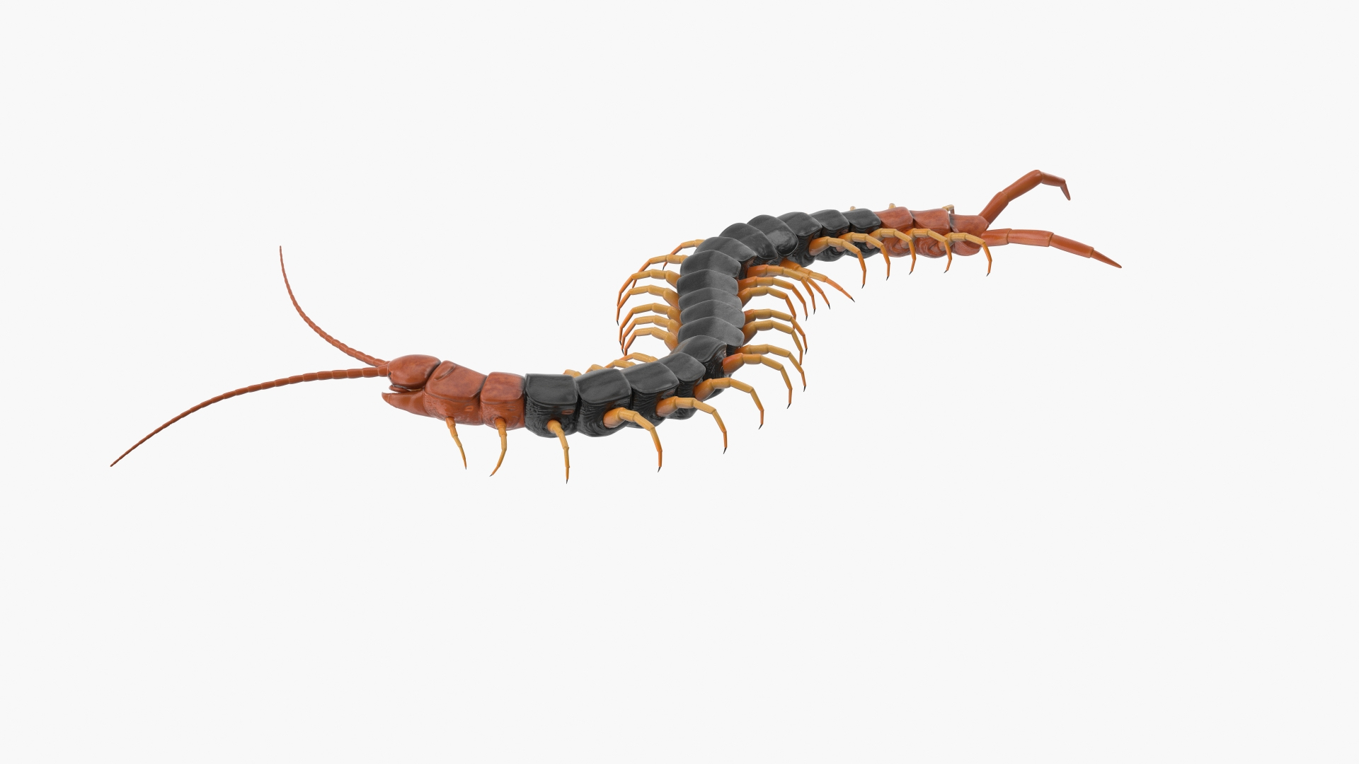 Creeping Insects Collection 6 3D model https://p.turbosquid.com/ts-thumb/PM/421YHf/Y3/giant_desert_centipede_scolopendra_heros_crawling_360/jpg/1649713073/1920x1080/turn_fit_q99/a3a1f16c39638bf3d0ff96fea8b9af9cff03a5fe/giant_desert_centipede_scolopendra_heros_crawling_360-1.jpg