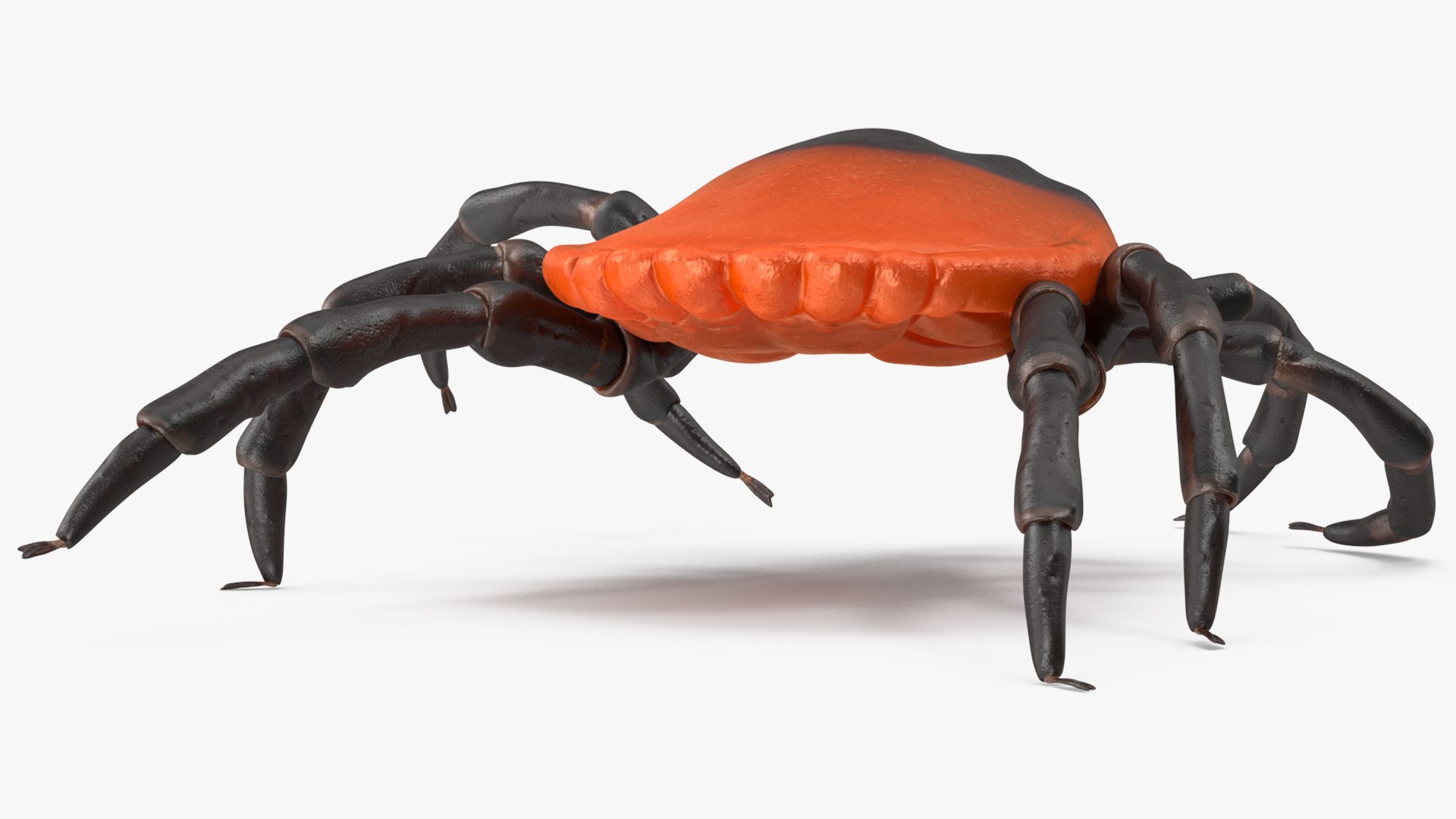 Creeping Insects Collection 6 3D model https://p.turbosquid.com/ts-thumb/PM/421YHf/Z5/creepinginsectscollection63dsmodel010/jpg/1649712082/1920x1080/fit_q87/345e122af00e0d948ae04988afab722bcddcd19c/creepinginsectscollection63dsmodel010.jpg