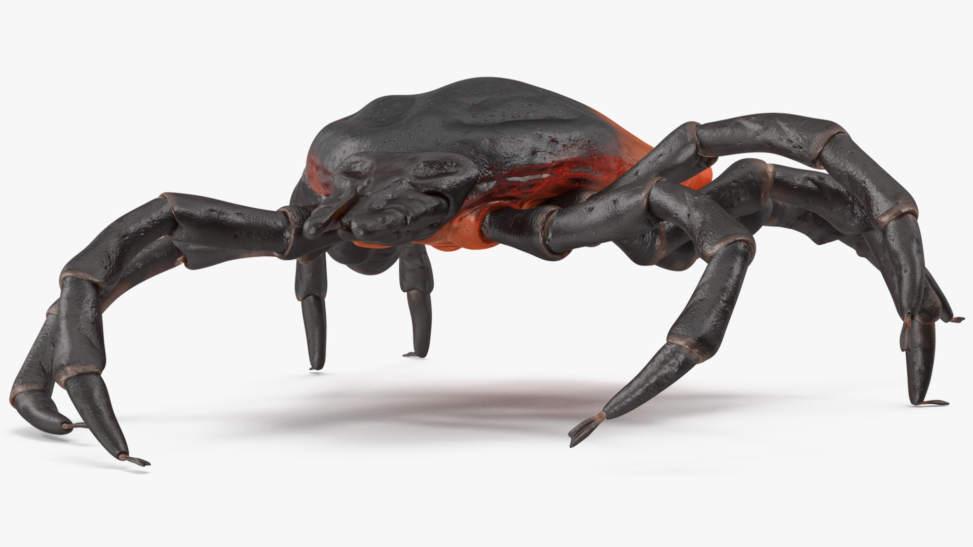 Creeping Insects Collection 6 3D model https://p.turbosquid.com/ts-thumb/PM/421YHf/a3/creepinginsectscollection63dsmodel009/jpg/1649712079/1920x1080/fit_q87/d16a76b5434caaa45663fef2b598a5cc5e86e58d/creepinginsectscollection63dsmodel009.jpg