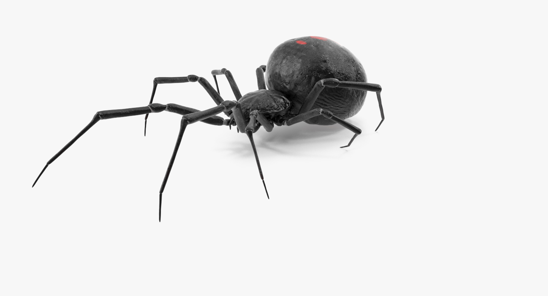 Creeping Insects Collection 6 3D model https://p.turbosquid.com/ts-thumb/PM/421YHf/e2/widow_spider_360/jpg/1649713901/1920x1080/turn_fit_q99/5440df71188fc0aa82b8ec079c6c85fea24b6999/widow_spider_360-1.jpg
