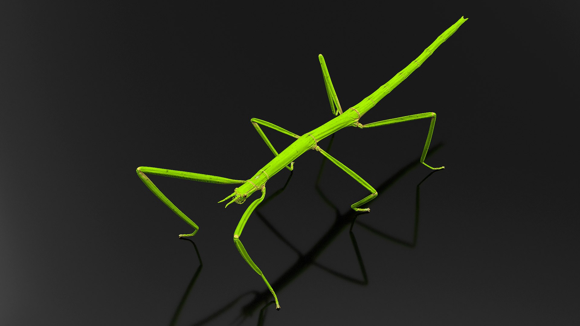 Creeping Insects Collection 6 3D model https://p.turbosquid.com/ts-thumb/PM/421YHf/gy/creepinginsectscollection63dsmodel042/jpg/1649712173/1920x1080/fit_q87/3d2ebd16048ebd5b198bd1fb0ba458633838dea9/creepinginsectscollection63dsmodel042.jpg