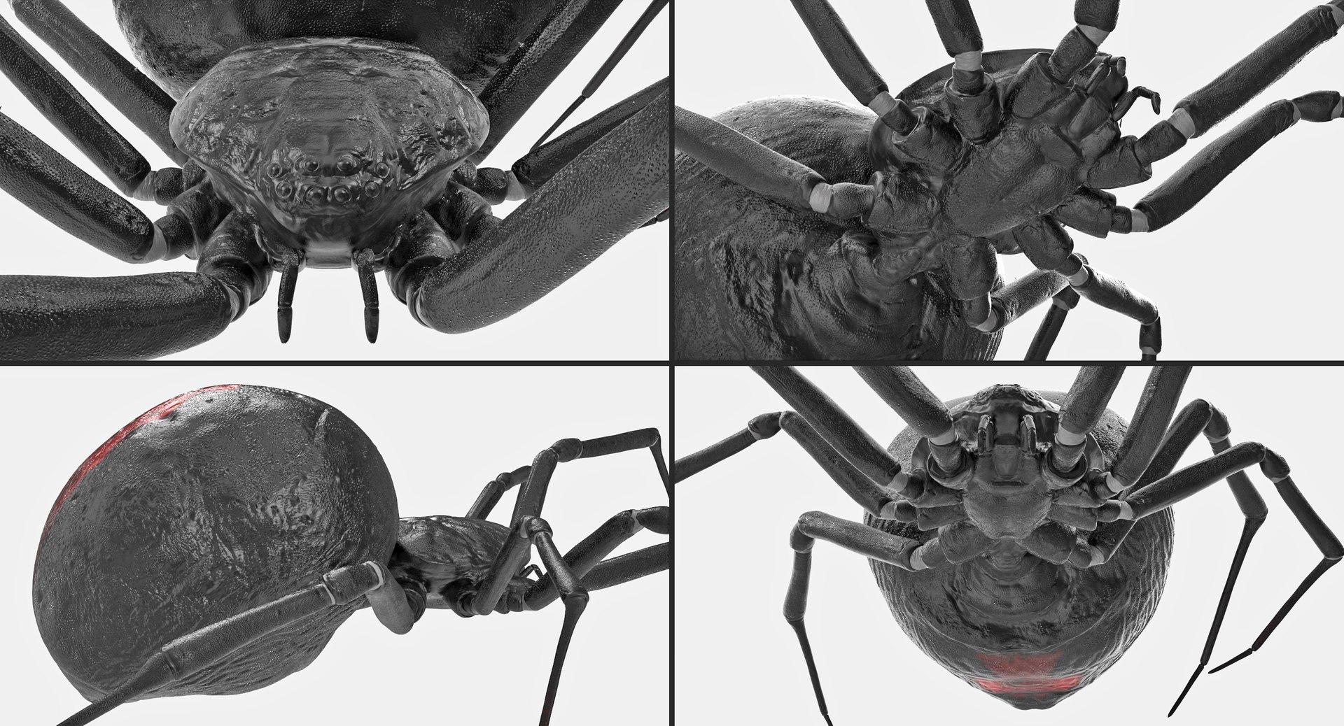 Creeping Insects Collection 6 3D model https://p.turbosquid.com/ts-thumb/PM/421YHf/h1/creepinginsectscollection63dsmodel021/jpg/1649712113/1920x1080/fit_q87/eda15b71832cd104c490d3172d1eb287fb9d6d7e/creepinginsectscollection63dsmodel021.jpg