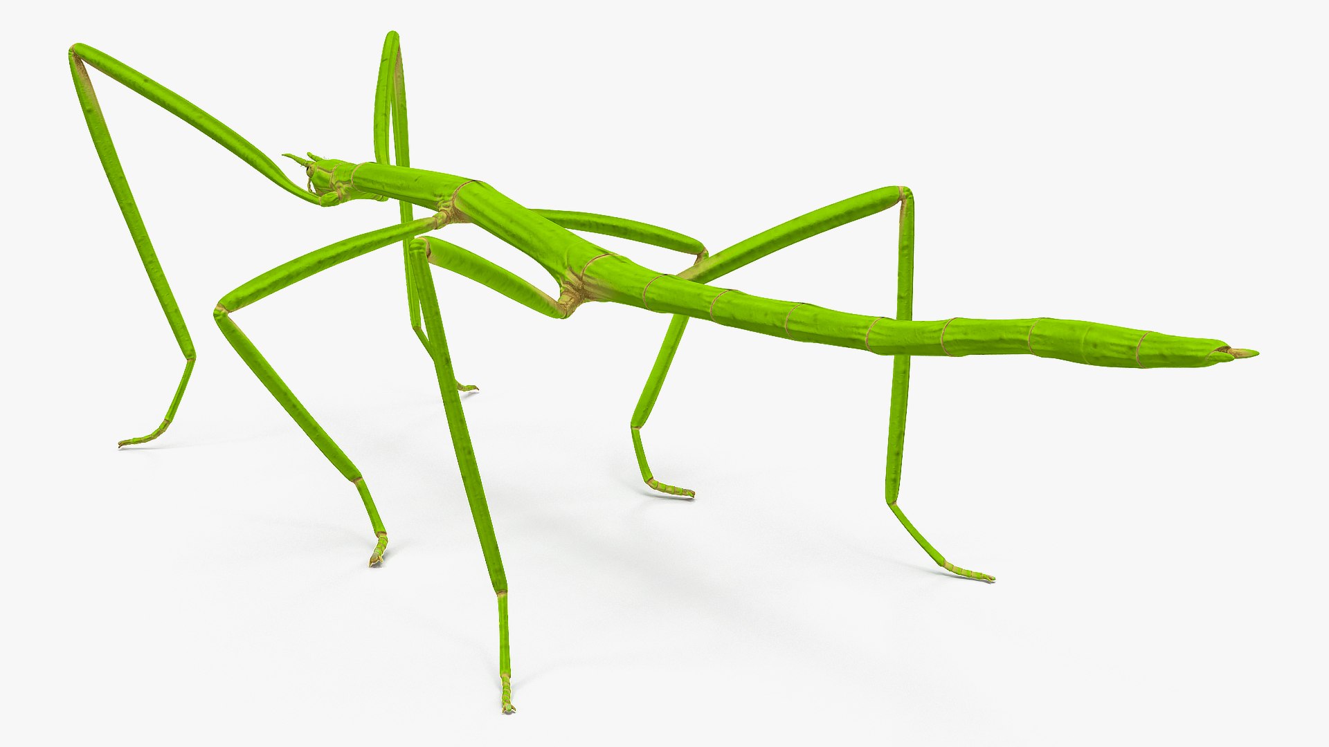Creeping Insects Collection 6 3D model https://p.turbosquid.com/ts-thumb/PM/421YHf/j4/creepinginsectscollection63dsmodel040/jpg/1649712167/1920x1080/fit_q87/a8485060a3f212c636e73e4eff78f227d7cec06a/creepinginsectscollection63dsmodel040.jpg