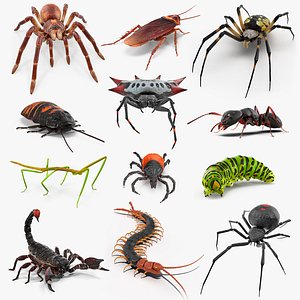 Creeping Insects Collection 6 3D model