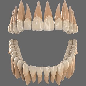 3D dentition teeth