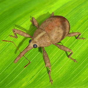 3ds anthonomus pomorum beetle