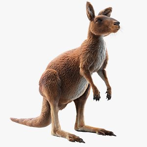 Kangaroo