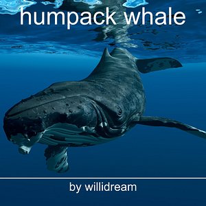 humpack whale c4d