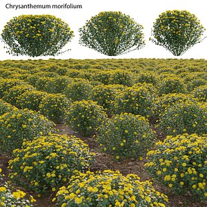 3D Chrysanthemum morifolium 01
