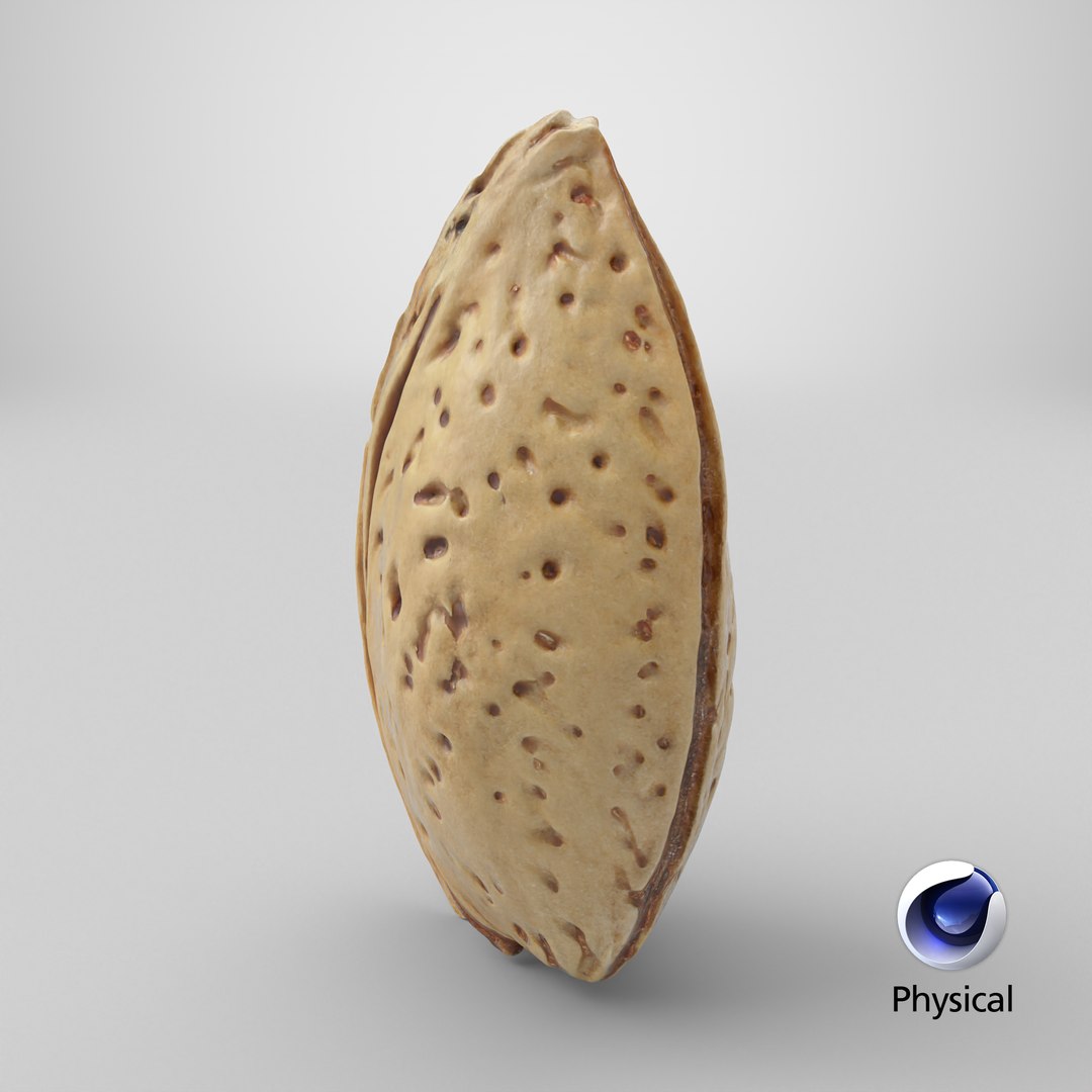 3D Almond Shell https://p.turbosquid.com/ts-thumb/PM/VAIWtv/bX/stemcell_cinema_4d_physical_render/png/1727444203/1920x1080/fit_q87/7494497e4a74568cf43c84c388e9ad26ade967df/stemcell_cinema_4d_physical_render.jpg
