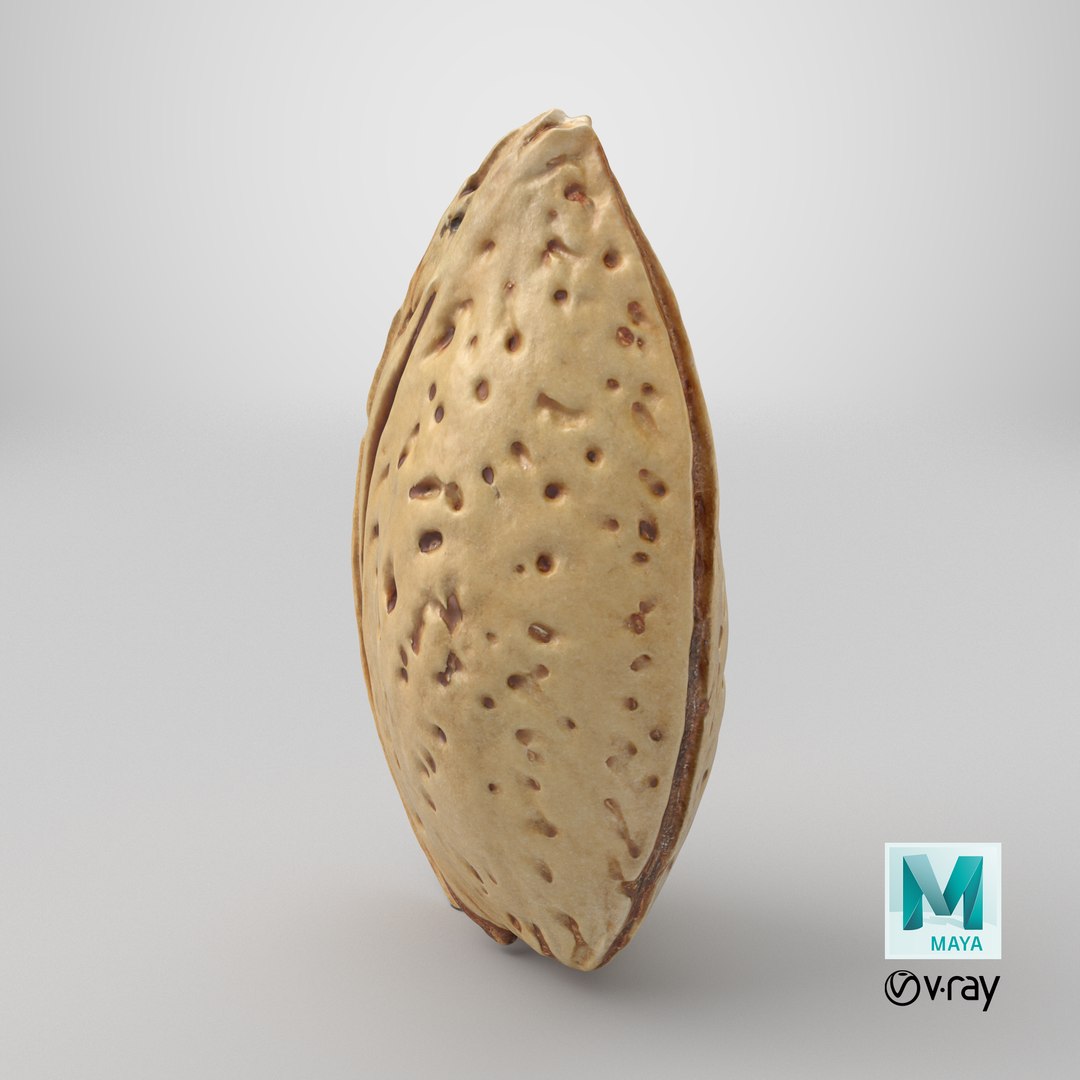 3D Almond Shell https://p.turbosquid.com/ts-thumb/PM/VAIWtv/nU/stemcell_maya_vray_render/png/1727444199/1920x1080/fit_q87/0374d452813771eaed0561f3a680ad391cf50c6f/stemcell_maya_vray_render.jpg