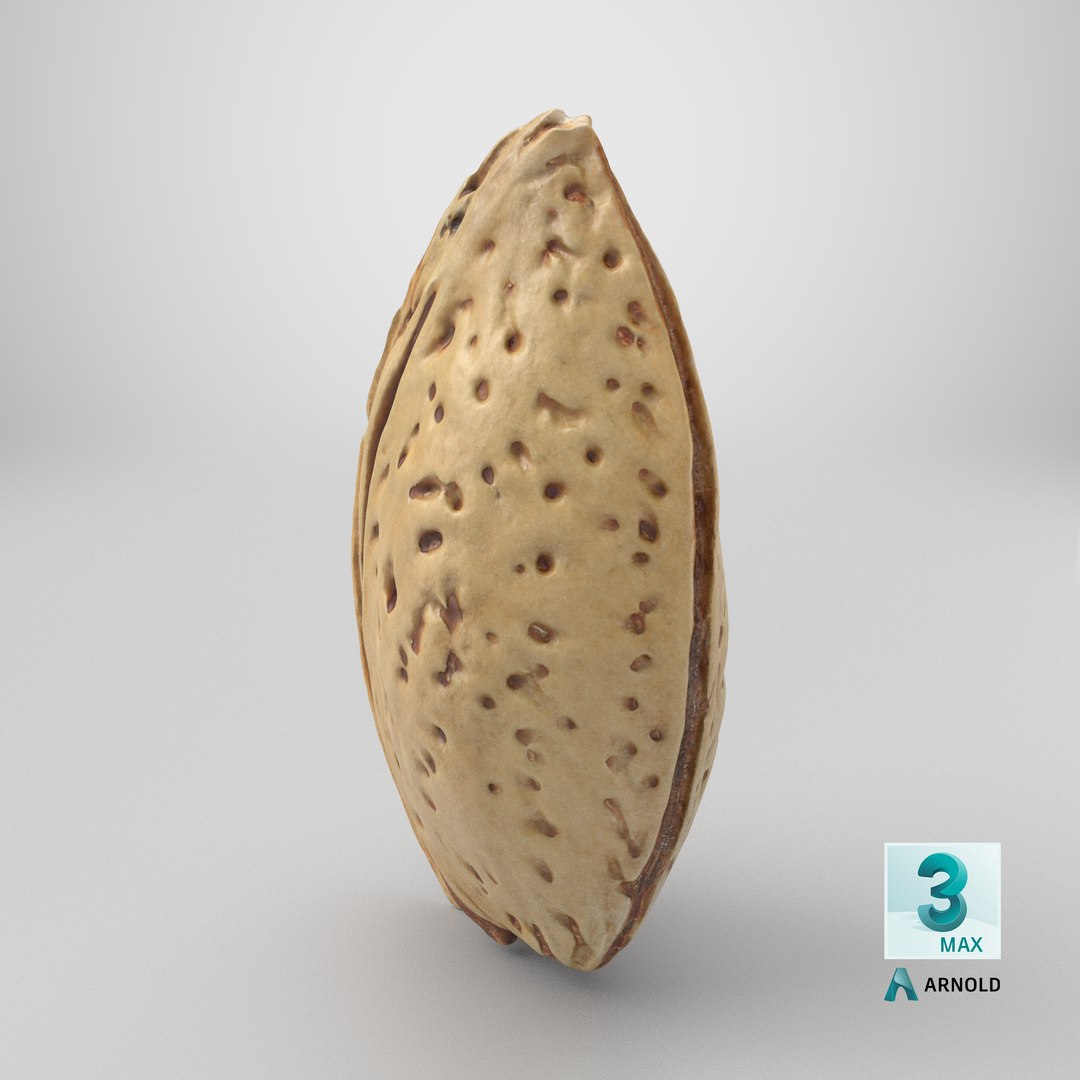 3D Almond Shell https://p.turbosquid.com/ts-thumb/PM/VAIWtv/qn/stemcell_max_arnold_render/png/1727444207/1920x1080/fit_q87/f3fd7a028ce21cb56d5ceb543e55fa2bac96bc8a/stemcell_max_arnold_render.jpg