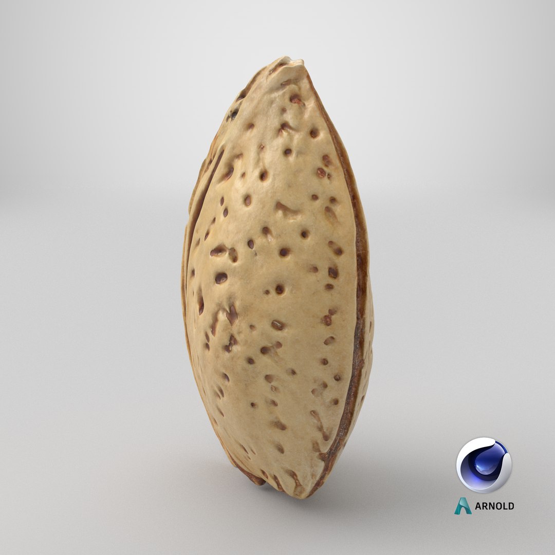3D Almond Shell https://p.turbosquid.com/ts-thumb/PM/VAIWtv/tD/stemcell_cinema_4d_arnold_render/png/1727444201/1920x1080/fit_q87/23730a6b20a903c39f0ff4669c84ea3240010a21/stemcell_cinema_4d_arnold_render.jpg