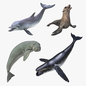 3D marine mammals rigged 3 model