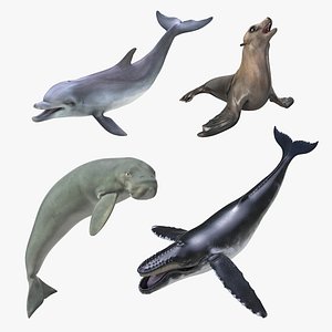 Marine Mammals Rigged Collection 3