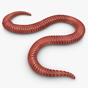 Worm