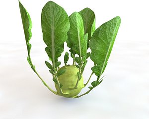 Kohlrabi
